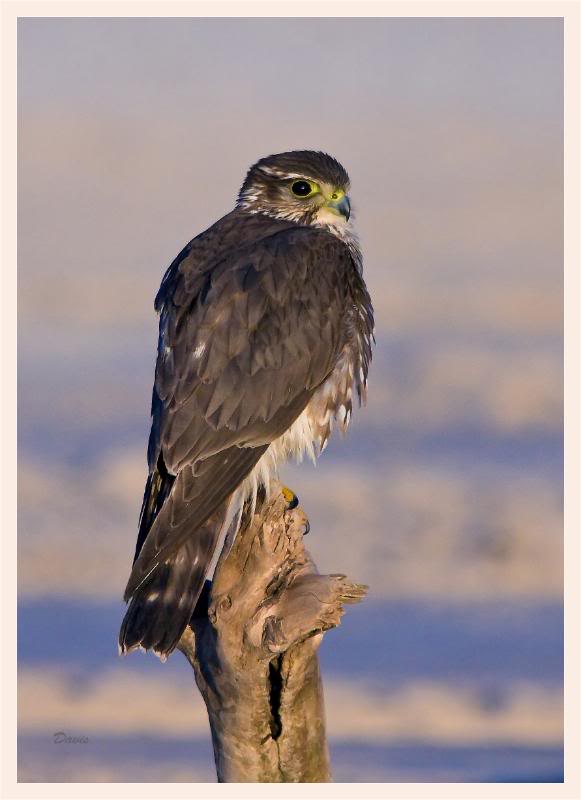 Merlin_Sharp-shinned.jpg