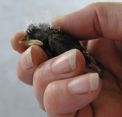 nestling, 9 days old