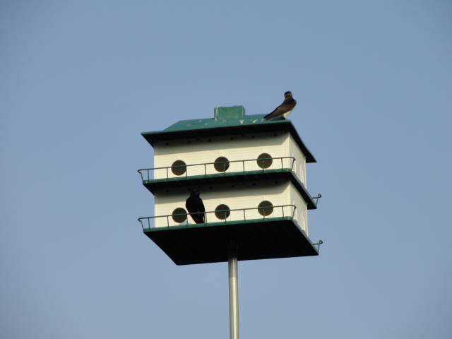 Photo by LeslieN in Cedar Park TX in March 2012.