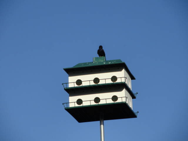 Photo by LeslieN in Cedar Park, TX March 2012.