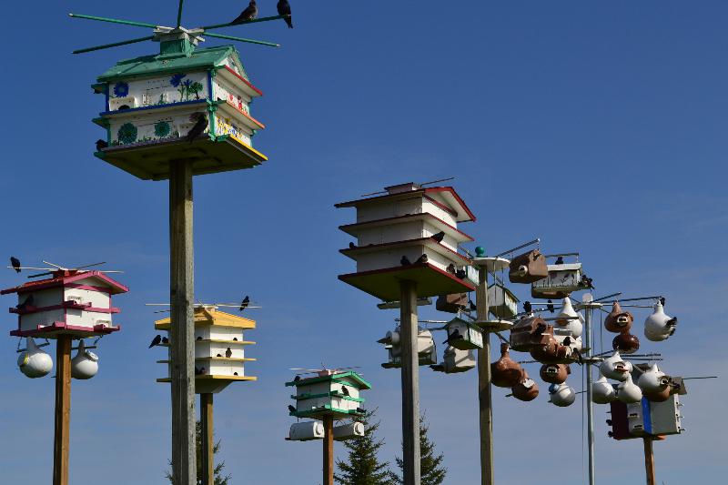 A photo of part of the housing in the colony.  There are 128 large compartments, 100% SREH