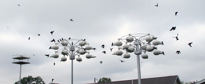 Pic taken late last month of busy birds.