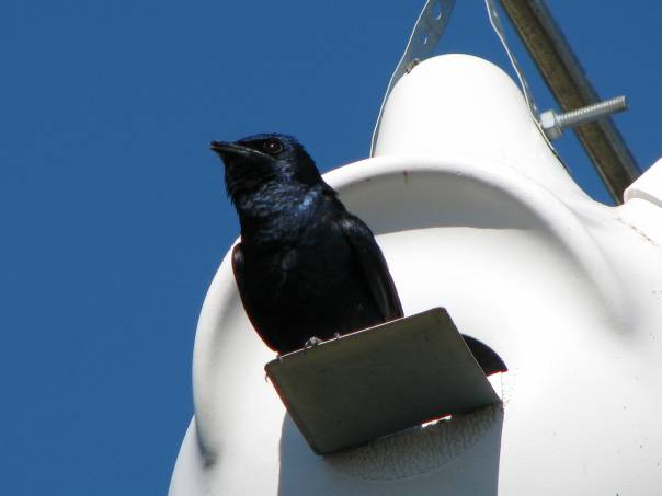 One Male Martin