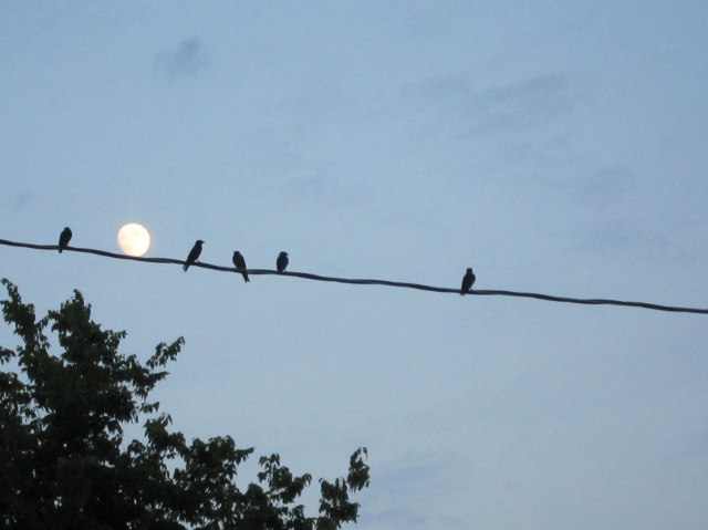 martinsfullmoon (640x479).jpg