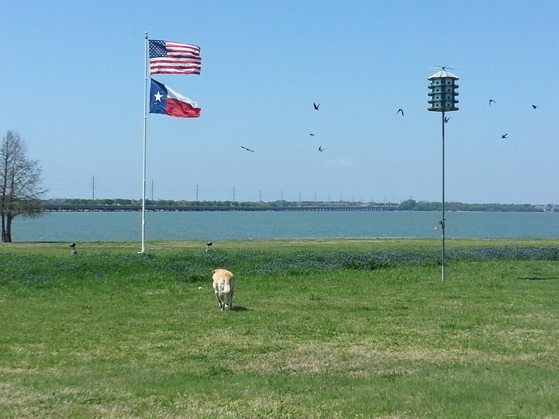 Trio Castle and Martins, Blubonnets, Labrador, Texas flag, the lake.