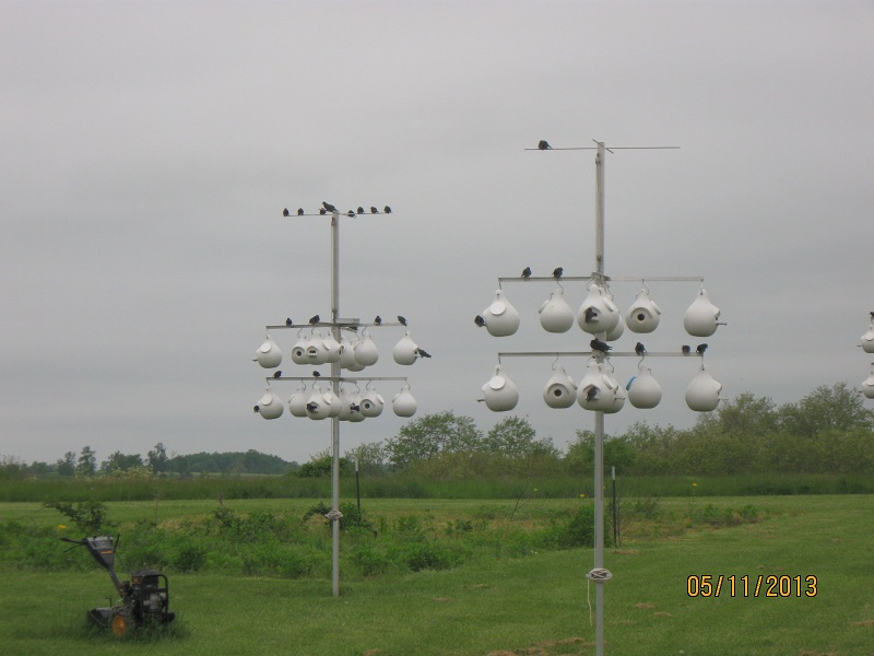 Martins 005.JPG