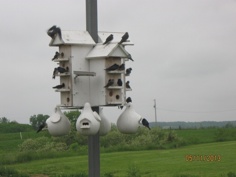 Martins 001.JPG