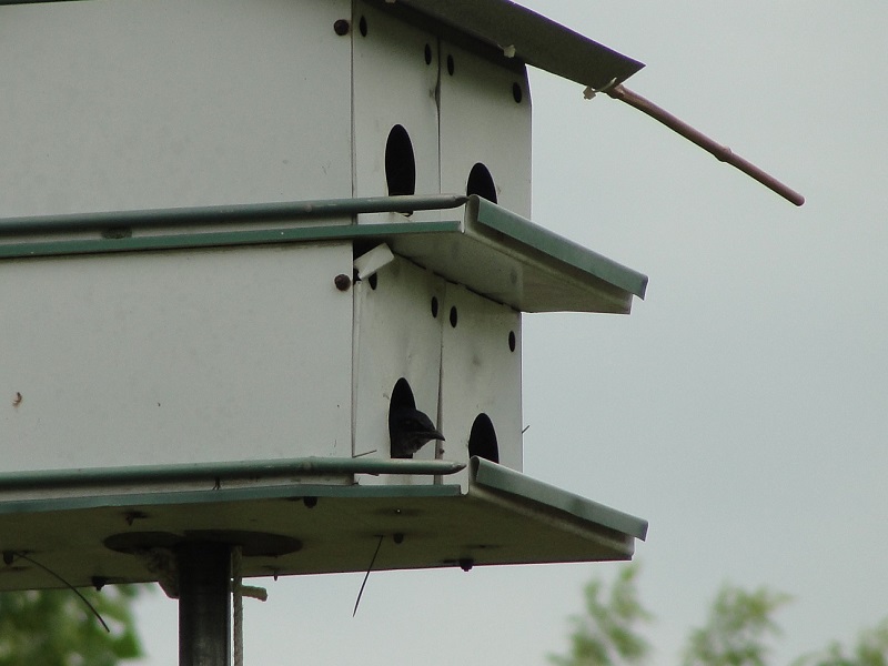 house nest that got attacked with martin sticking its head out