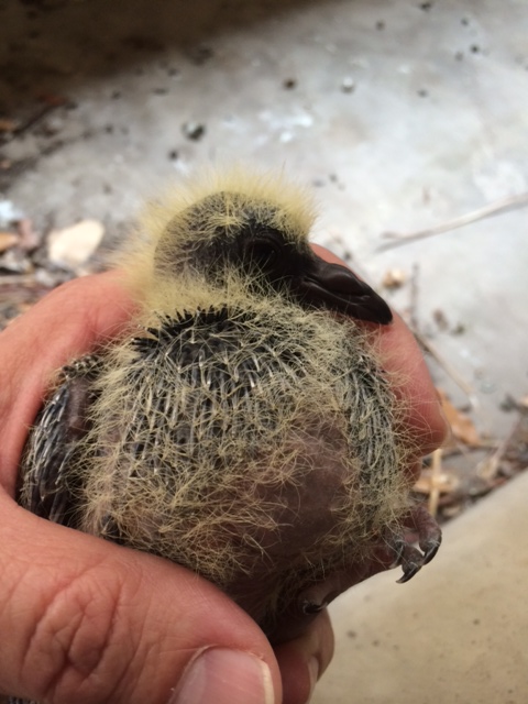 pigeon.jpg