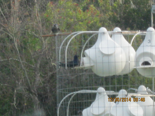 two of first three martins back at Mike Dingman's site in Melbourne, FL