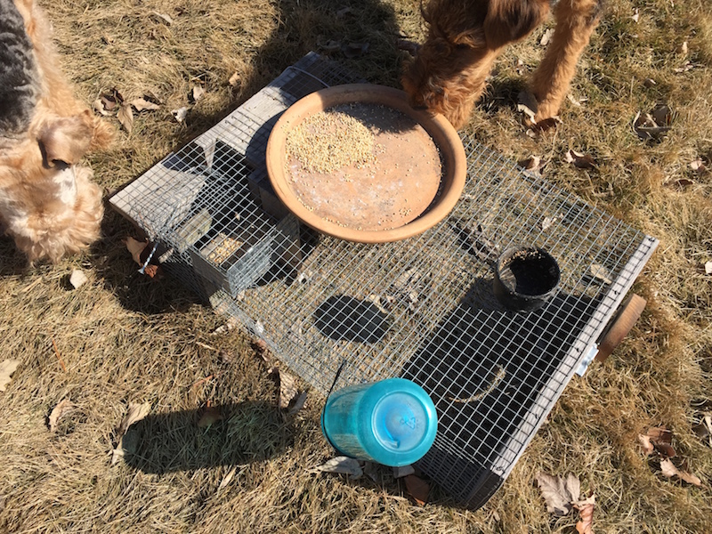 I took this just now in my backyard.  Note I have a screw currently wedging the elevator in place. I would rather use a stick that goes the entire width of the trap.
<br />
<br />the dark colored crock is the size of dish I keep full inside the trap usually - becau