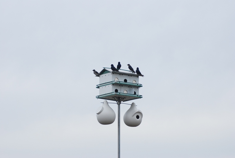DSC_0074.JPG