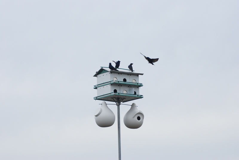DSC_0072.JPG