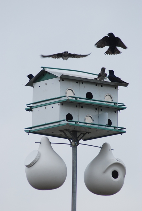 DSC_0048.JPG