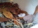 Eggs in gourd.