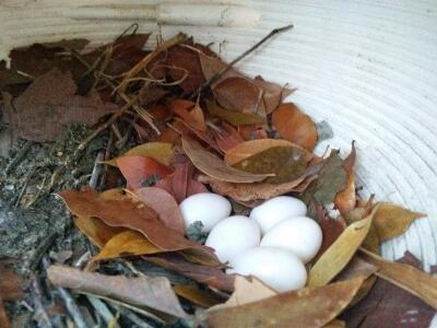 Eggs in gourd.