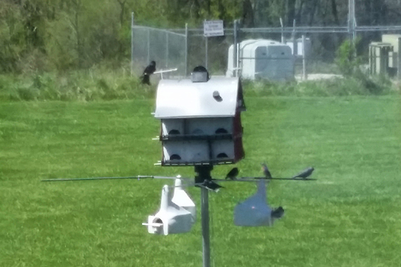 PM hanging out on barn with two blue birds and two PM decoys