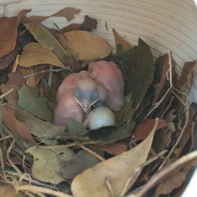 Hatchlings and looks like one more ready to hatch.