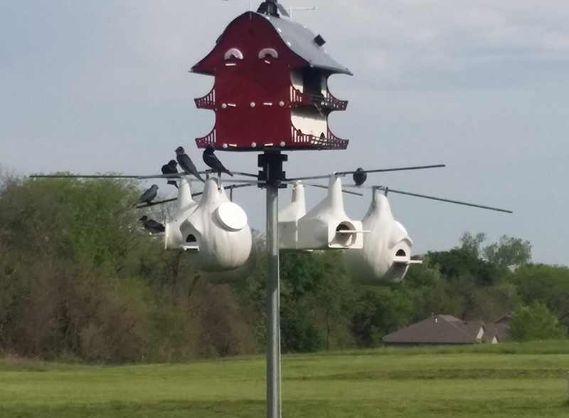 Four PMs Preening themselves on the perches. There are also two decoys in this picture.