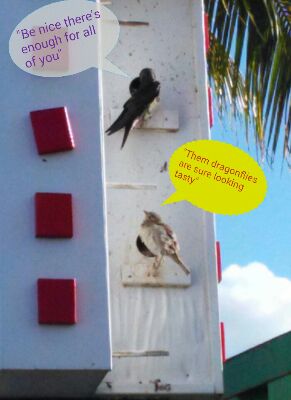 Curious sparrow.