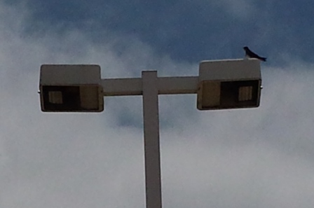 Martin perched on street light near Sonic Drive-In in Buda TX.