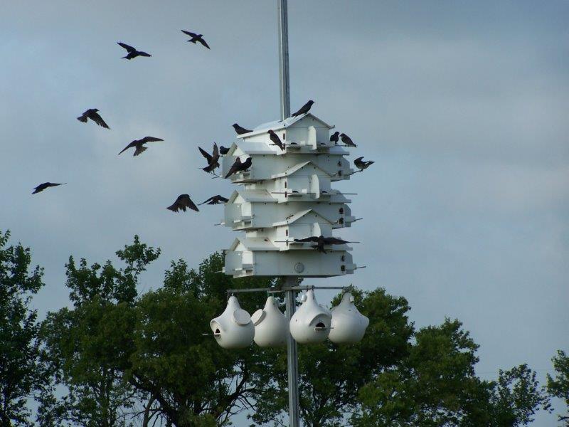 purple martins / 4th of July, 2015