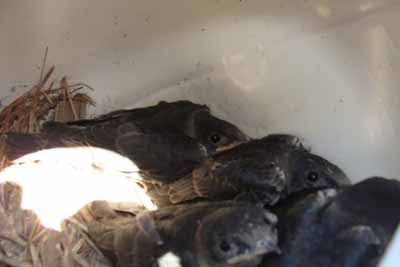 Nest check on 7/18 I think they are about 22 days old