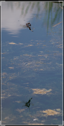 pond vertical view.png