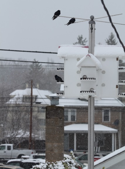 IMG_6103Martins in snow April 9, 2016-2.jpg