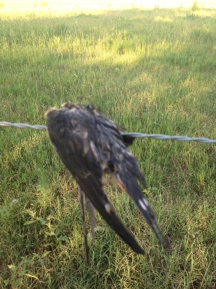 fence martin.JPG