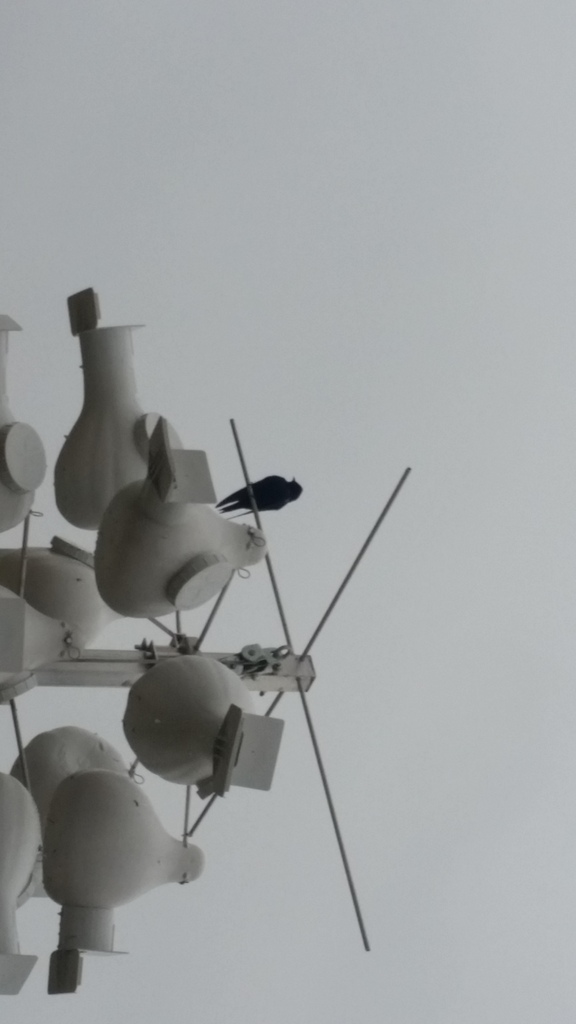 20170320_181639_zpsa6mvlmm6.jpg