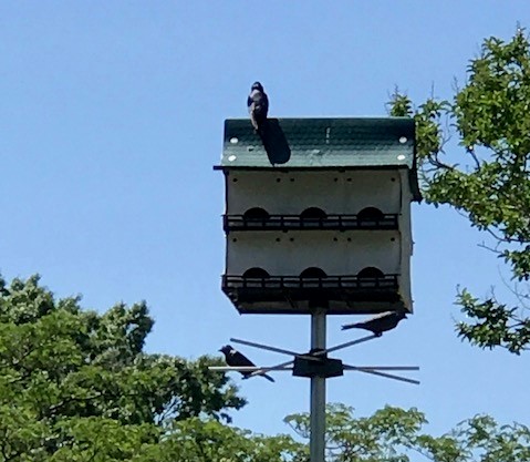 look at him sitting on top of the house!