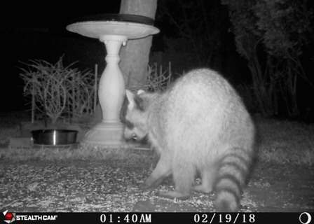 Raccoon_20180219_0280.JPG