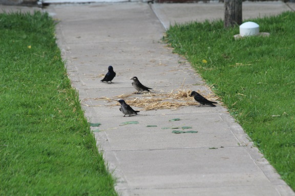 IMG_6984 Martins gathering nesting material.jpg