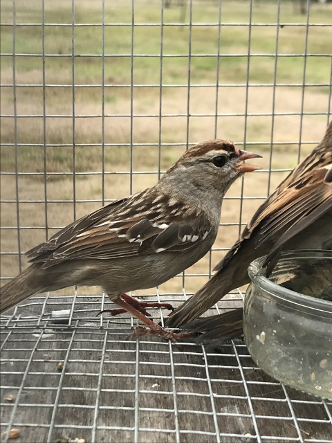 WhiteCrownedSparrow1 (480x640) (480x640).jpg