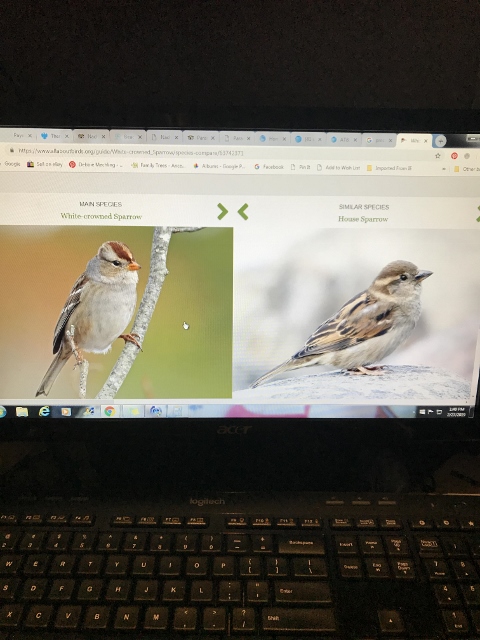 WhiteCrownedSparrowID (480x640) (480x640).jpg