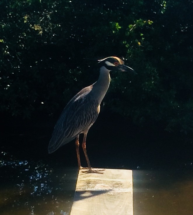 coolbird.jpg