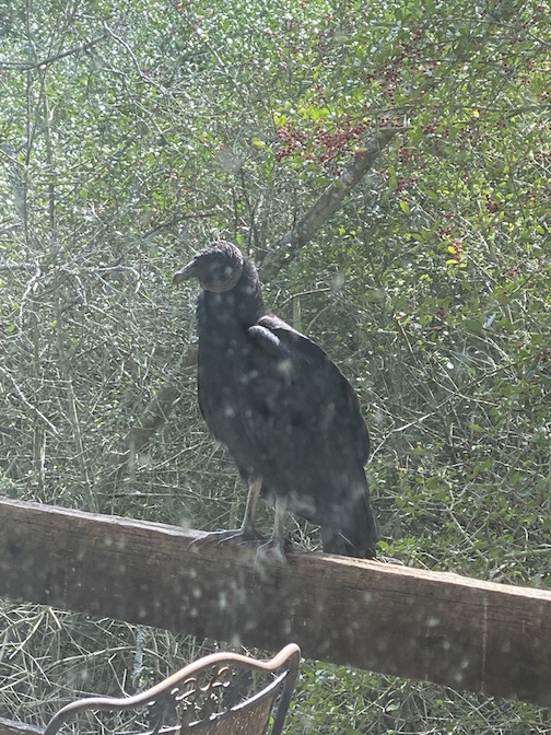 buzzard porch close.jpg