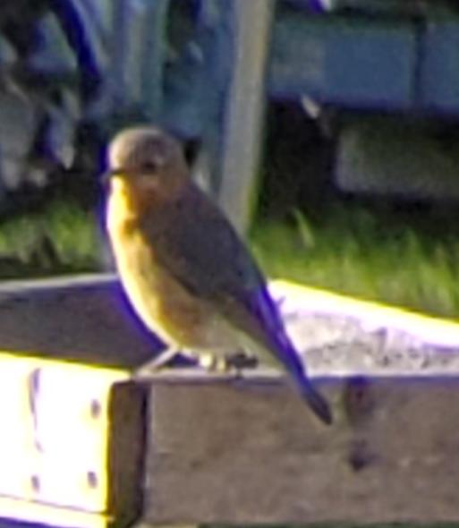 PURPLE MARTIN 2020.jpg