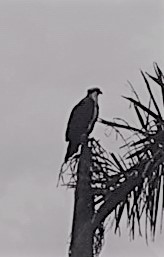 hawk1 (2).jpg