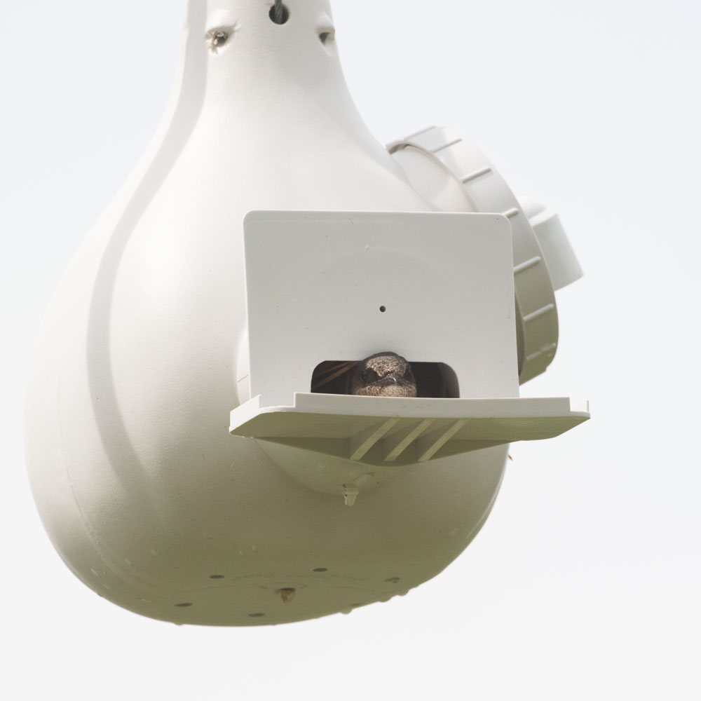 A female peeks out