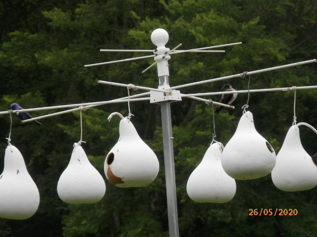 P5260009.JPG