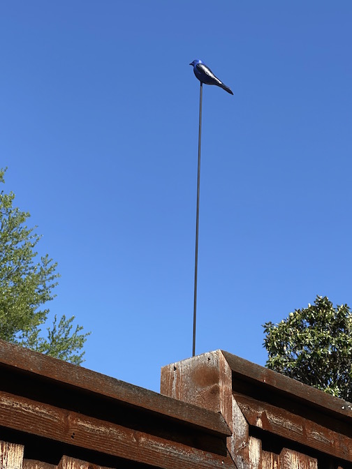 Decoy-fence.jpg