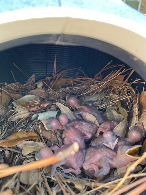 May29Hatchlings2020.jpg