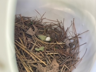 First Egg 5.5.21.jpeg