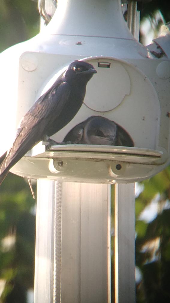 Fledge325.jpg
