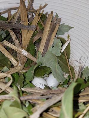 Martins 2021 Eggs.jpg