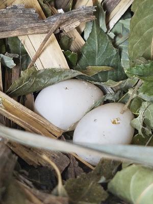 Martins 2021 Broken Eggs.jpg