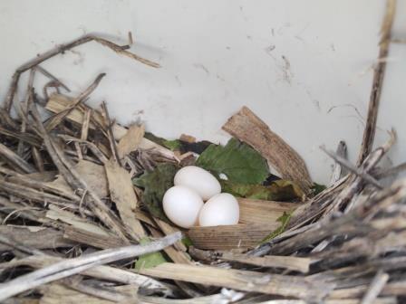 061522 First Nest Check Compressed.jpg