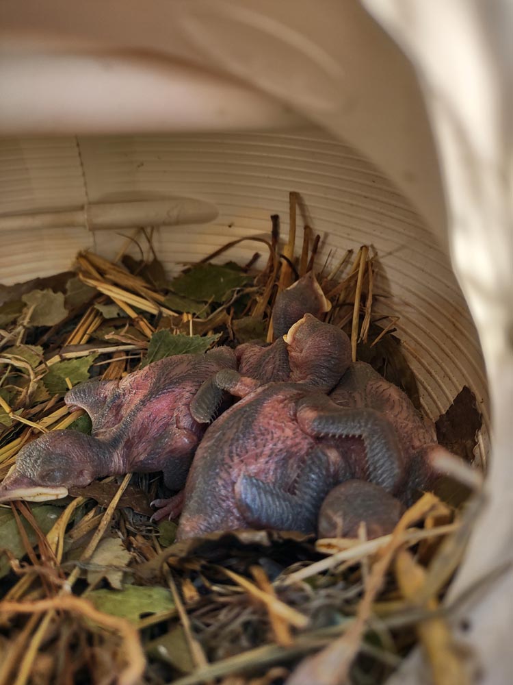 Babies2_25.jpg
